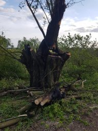 ​Глушковские пожарные потушили дерево