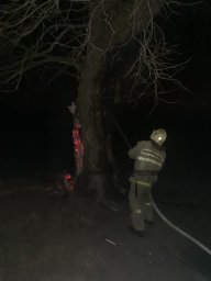Обоянские огнеборцы потушили дерево