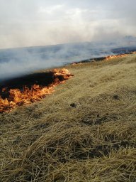 ​Черемисиновские пожарные ликвидировали загорание стерни