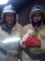 Помощь попавшему в беду. Обоянские огнеборцы спасли провалившегося щенка Помощь попавшему в беду. Обоянские огнеборцы спасли провалившегося щенка